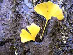 ginkgoblad