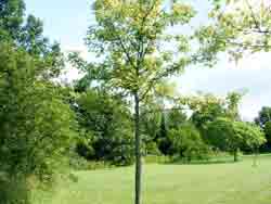 bomen01