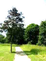 bomen02