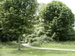 bomen03
