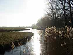 hollandsebiesbosch1