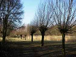 hollandsebiesbosch2