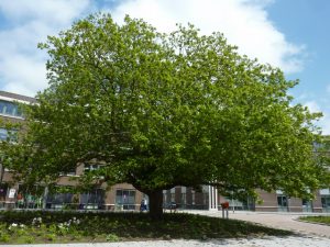 Vleugelnoot Margrietplein