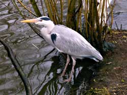 reiger