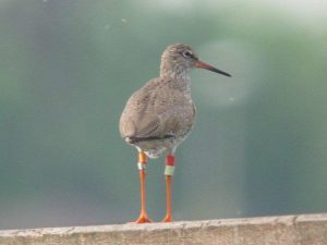 Foto Aad de Boer: Tureluur met kleurring