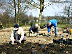 honderden planten aangeplant