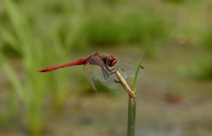 Zwervende Heidelibel (Sympetrum fonscolombii)